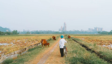 Person on bicycle riding down a dirt path through rice fields with cattle grazing and city skyline in the distance.