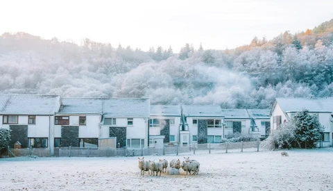 Sheep grazing on a sandy beach in front of a row of modern residential buildings on a misty morning.