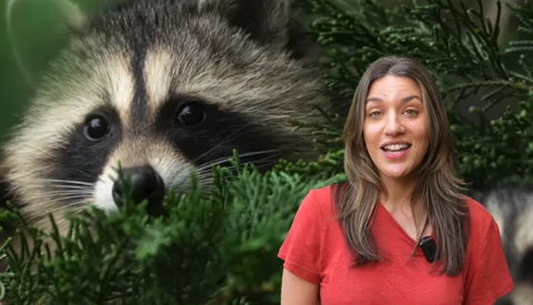 Woman in red shirt smiling beside close-up portrait of a raccoon among green foliage.