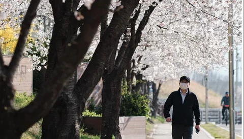Man in dark jacket walking beneath blooming cherry blossom trees on a tree-lined street.