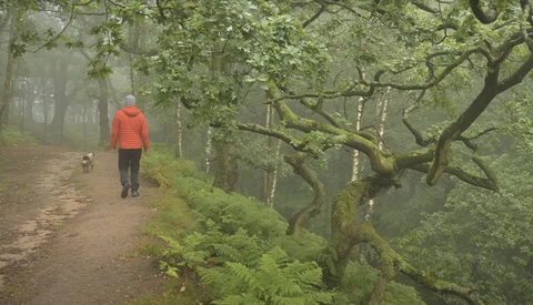 A hiker in a bright red jacket walks along a misty forest trail lined with moss-covered trees and ferns.