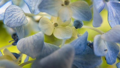 Close-up of delicate blue and white hydrangea flowers with soft focus background.
