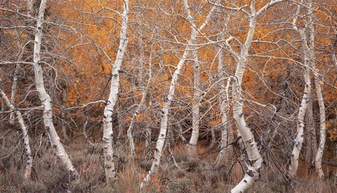 Birch trees with bare branches and white bark against russet autumn foliage.