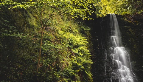 Waterfall cascading down moss-covered rock face surrounded by dense green forest canopy.