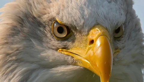 Close-up of a bald eagle's head with intense golden eyes and yellow beak.