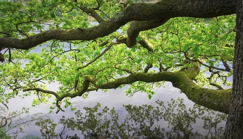 Gnarled tree branch with bright green foliage against overcast sky and distant hills.