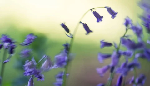 Purple bell-shaped flowers in soft focus with shallow depth of field against a blurred green background.