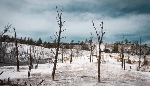 Dead trees standing in a geothermal field with white mineral deposits and stormy sky overhead.