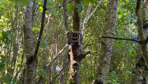 Trail camera mounted on a tree trunk among dense forest canopy with bright green foliage.