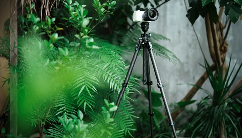 Camera on tripod positioned among lush green foliage in an indoor plant environment.