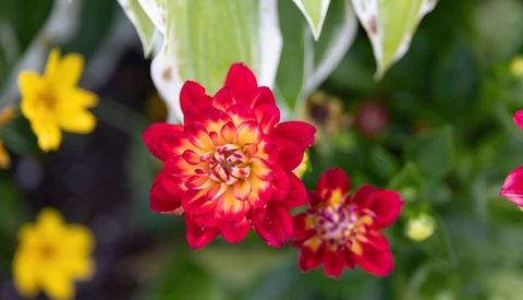 Red and yellow dahlia flowers in sharp focus with yellow blooms and green foliage blurred in the background.
