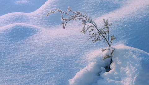 Snow-covered landscape with frost-laden plant emerging from white drifts under blue sky.