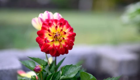 Red and yellow dahlia flower in full bloom with blurred green garden background.