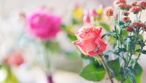 Coral-pink rose in sharp focus with soft blurred flowers behind it in a garden setting.