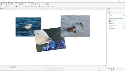 Screenshot of image editing software showing four photographs of water birds and marine life arranged on a canvas.