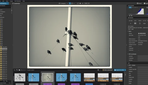 Multiple birds perched on electrical wires against a gray sky with a white utility pole.