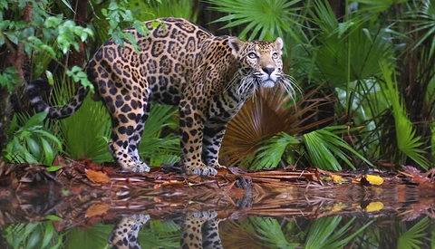 Jaguar standing on a fallen log in dense tropical vegetation, looking toward the camera.