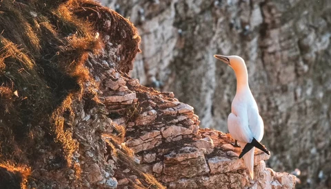 White bird with orange-peach coloring perched on lichen-covered rocky outcrop.