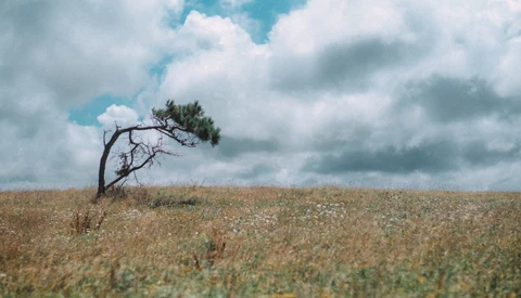 Solitary windswept tree with sparse foliage leaning in an open field under dramatic cloudy sky.