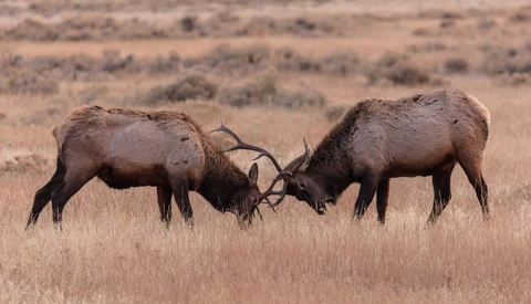 Two elk bulls sparring with locked antlers in dry grassland during rutting season.