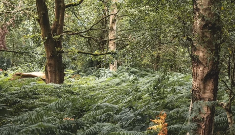Dense forest canopy with tall trees and thick understory of ferns in dappled sunlight.