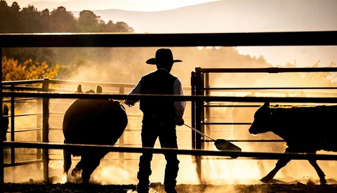 Silhouetted rancher in cowboy hat standing between two cattle at a fence gate in golden morning light.