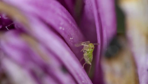 Small green insect perched on a purple flower petal with shallow depth of field.