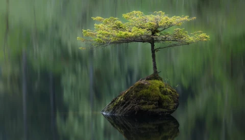 Small tree with bright yellow-green foliage growing from a moss-covered rock in still water, surrounded by blurred green forest.