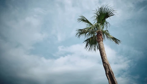 Tall palm tree with windswept fronds against a dramatic cloudy sky.
