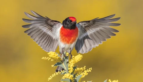 Red-breasted bird with black head and gray wings perched on yellow flowers against golden background.