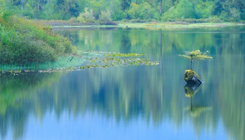 Solitary tree reflecting in calm water surrounded by green vegetation and forest.