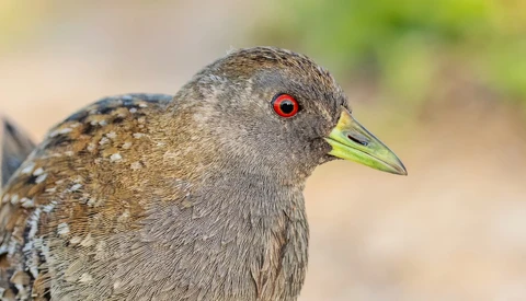 Close-up portrait of a speckled gray bird with red eye and yellow-green beak in sharp focus.