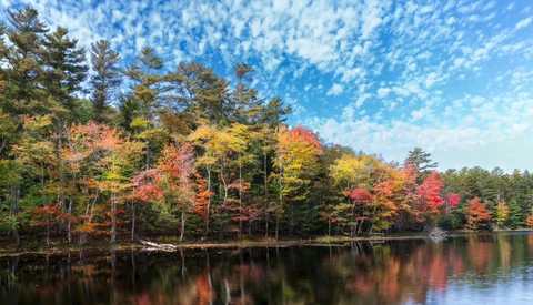 Autumn forest reflected in still water, showing vibrant red and yellow foliage mixed with evergreens under clear blue sky.
