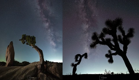 Desert landscape with silhouetted Joshua trees against a starry night sky with visible Milky Way.