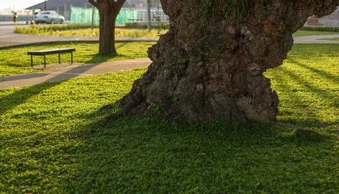 Gnarled tree trunk with deeply textured bark casting shadows on bright green grass in a park setting.