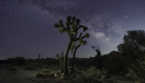 Joshua tree silhouetted against starry night sky with Milky Way visible above desert landscape.