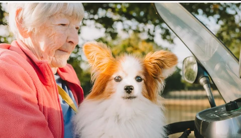 Elderly woman in pink jacket smiling at brown and white dog in a car with open hood.
