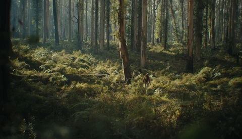 Dense coniferous forest with tall evergreen trees and thick golden-green understory vegetation in dappled sunlight.