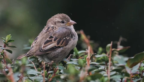 Small gray and tan songbird perched on green foliage with blurred dark background.