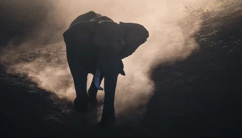 Silhouetted elephant walking through dust clouds in backlighting.