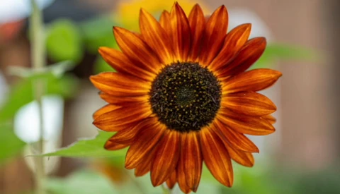 Close-up of a vibrant red-orange sunflower with dark center and layered petals in sharp focus.