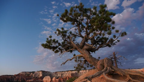 Gnarled Joshua tree with twisted trunk growing from red rock formation against blue sky.