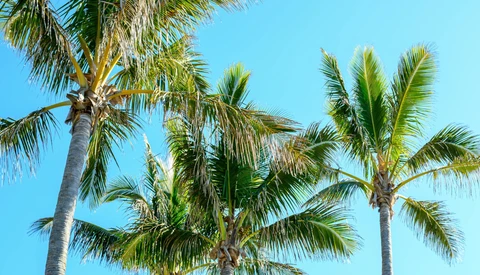 Palm trees with green fronds against a clear blue sky, photographed from below looking upward.