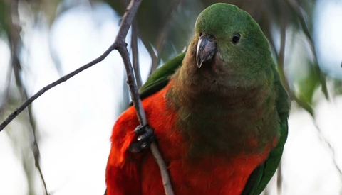 Rainbow lorikeet perched on a branch, displaying vibrant green, red, and orange plumage.