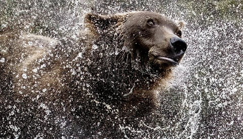 Dog shaking off water with spray frozen mid-motion against neutral background.