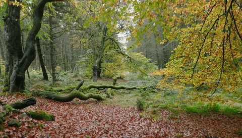 Forest path covered in fallen leaves with moss-covered logs and golden autumn foliage overhead.