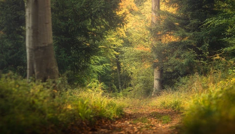 Forest path lined with tall trees and golden autumn light filtering through the canopy.