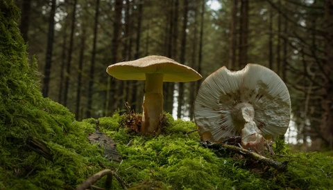 Two mushrooms growing on vibrant green moss in a coniferous forest.
