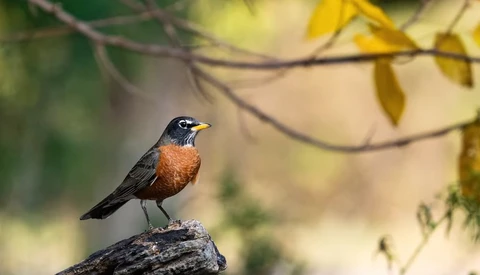 Small bird with rust-colored breast and dark upperparts perched on a log, branches above with blurred yellow-green foliage.