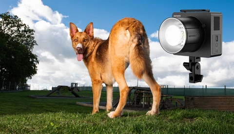 German Shepherd standing on grass with professional LED light mounted on stand positioned to the right.